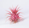 Air Plants - Tillandsia Ionantha - Organically Enhanced Color - Live Arrival Guaranteed - House Plants for Home Decor & Gift (Coral Glow 1pk)