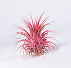 Air Plants - Tillandsia Ionantha - Organically Enhanced Color - Live Arrival Guaranteed - House Plants for Home Decor & Gift (Coral Glow 1pk)