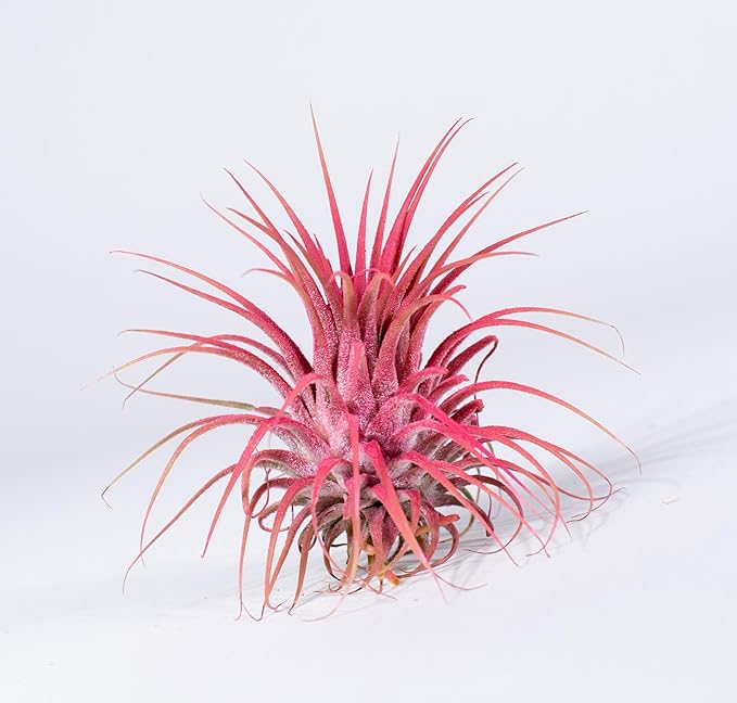 Air Plants - Tillandsia Ionantha - Organically Enhanced Color - Live Arrival Guaranteed - House Plants for Home Decor & Gift (3pk Coral Glow + White Barrels)