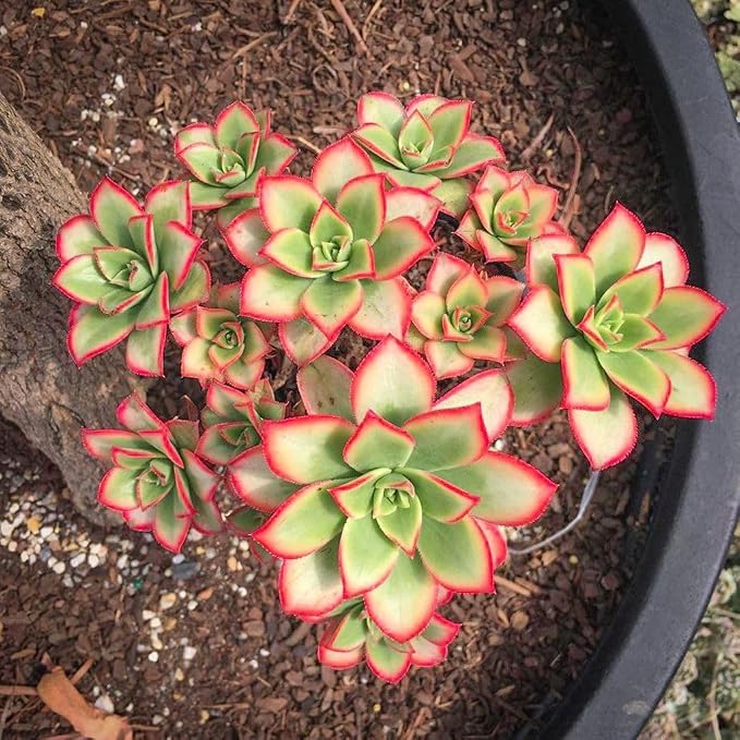 Easy Care Aeonium Plant Live 4” Pot, Rare Succulents Plants Live, Well Rooted, Easy Care House Plants (Green with Pink)
