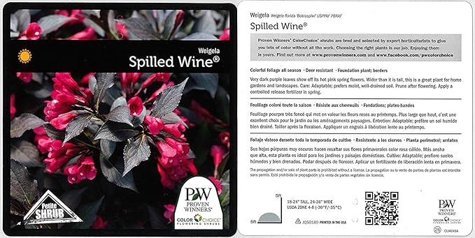 Proven Winners - Weigela florida Spilled Wine (Weigela) Shrub, pink flowers, #3 - Size Container