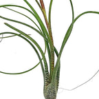 ragnaroc Live Air Plants - Tillandsia Butzii, Jumbo 7-9" - 1ct - Live Arrival Guaranteed - House Plants for Home Decor & Gift