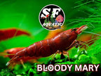 SF Aquatic™ Choose Your Favorite Color High Grade Neocaridina Live Freshwater Aquarium Shrimps Fully Mature Breeding Age. Live Arrival Guarantee. (Bloody Mary, 20 Shrimps)