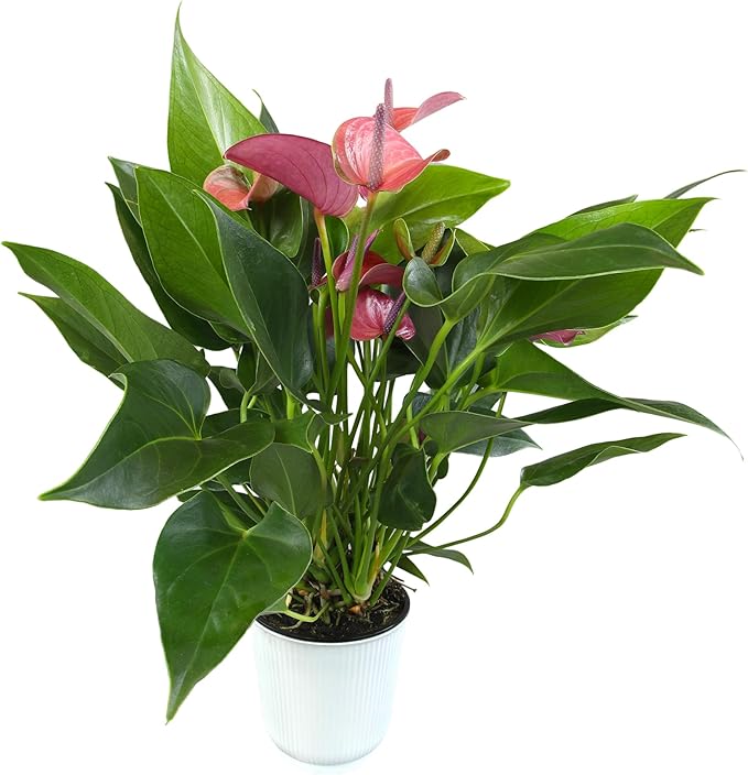 Blooming Purple Anthurium Live Plant Decor (Approx 8-11" Tall), Easy to Grow Flowering Houseplant in 4" White Pot by Plants for Pets