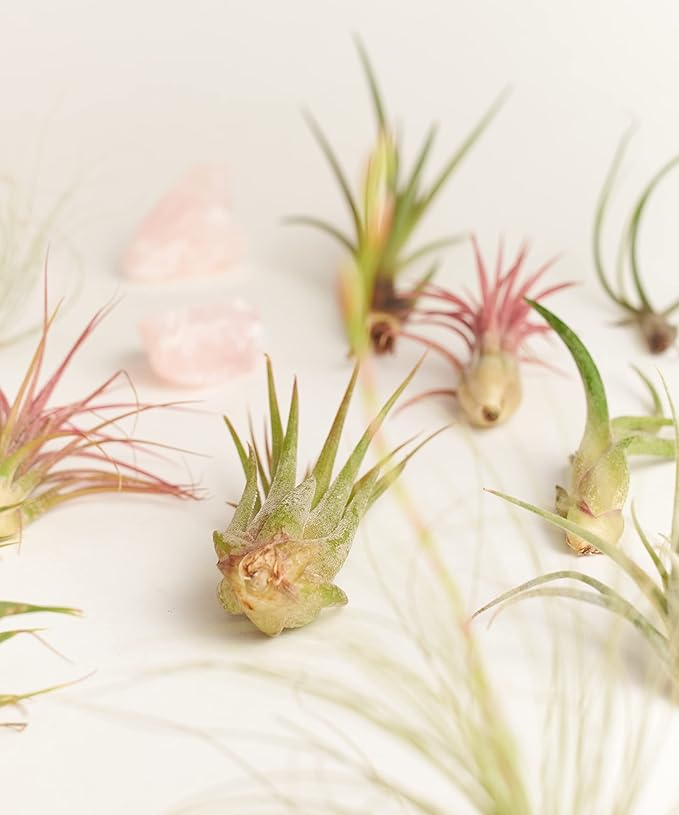 Shop Succulents | Assorted Collection | Variety of Species, Tropical House Plant for Home Décor, DIY Terrariums, 50-Pack