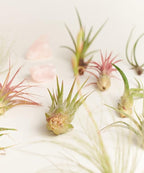 Shop Succulents | Assorted Collection | Variety of Species, Tropical House Plant for Home Décor, DIY Terrariums, 10-Pack