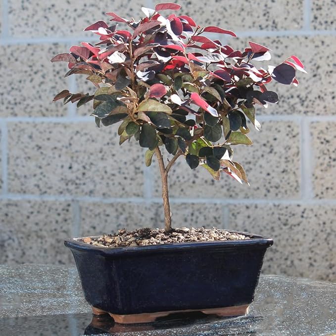 brussel's BONSAI Live Fringe Flower Outdoor Bonsai Tree - 3 Years Old; 8 to 12" Tall with Decorative Container"
