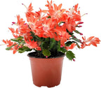 Thanksgiving Cactus, Live Indoor Plant, Flowering Houseplant, Orange Seasonal Blooms, 4-Inch Pot, Pet Safe Holiday Decor, Free Heat Pack