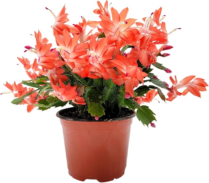 Thanksgiving Cactus, Live Indoor Plant, Flowering Houseplant, Orange Seasonal Blooms, 4-Inch Pot, Pet Safe Holiday Decor, Free Heat Pack