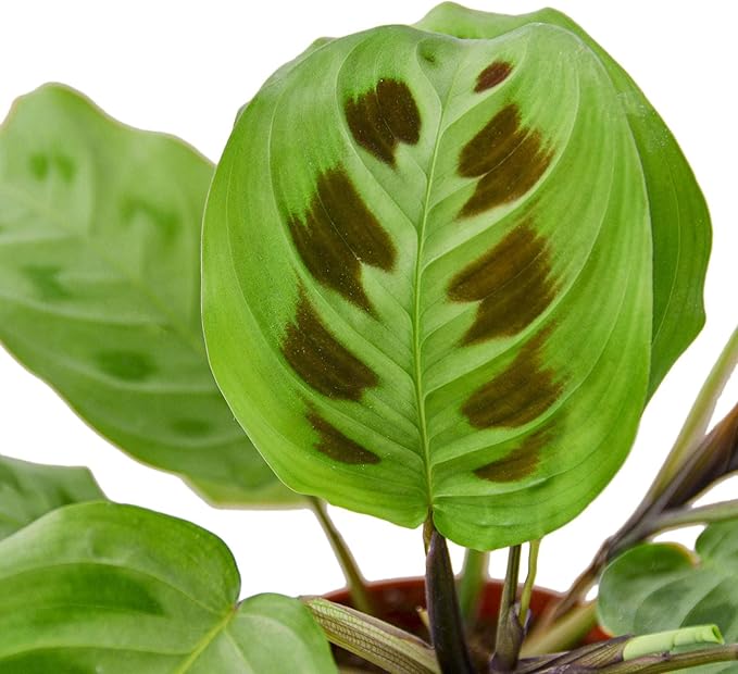 Maranta Leuconeura Live Plant for Indoor | Different Houseplants in 4'' & 6'' Pot | Real House Plant for Living Room, Office, Desk & Bathroom | Prayer Plant