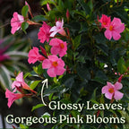 Dipladenia Plant Trellis - Live Tropical Flower Plant - Pretty Pink - Overall Height 36" - Tropical Plants of Florida