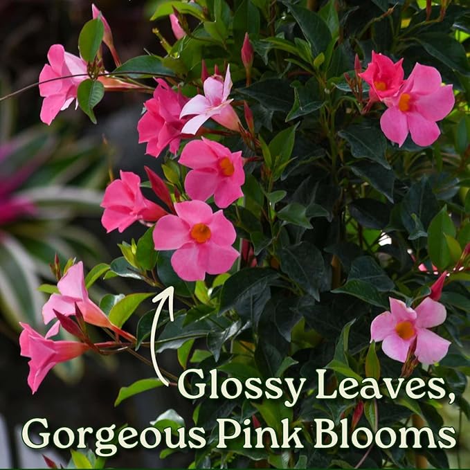 Dipladenia Plant Trellis - Live Tropical Flower Plant - Pretty Pink - Overall Height 36" - Tropical Plants of Florida