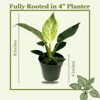 Philodendron Birkin Live Plant in 4" Pot - Philodendron Plant Live Easy to Care and Grow - Indoor Air Purifying Houseplants for Home Office Wedding Decor & Birthday Gift (Heat Pack Included)