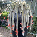 Rare Monkey Tail Cactus Live Plant in 2 Inch Pot, Trailing Cactus Succulent for Indoor Outdoor Planting