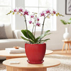 Ceramic Planter, 6 Inch Plant Pot Indoor with Drainage Hole and Saucer, Small Pots for Plants, Modern Succulent Flower Pot, Round Planter, House Garden Decor, Plant Gifts for Women Men, Red