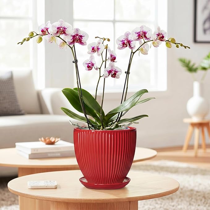 Ceramic Planter, 6 Inch Plant Pot Indoor with Drainage Hole and Saucer, Small Pots for Plants, Modern Succulent Flower Pot, Round Planter, House Garden Decor, Plant Gifts for Women Men, Red