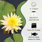 Mainam Mixed Colorful Hardy Water Lily Tuber Live Aquarium Plant for Freshwater Fish Pond Balcony Buy 2 GET Fertilizer Free (Orange Nymphaea Peaches & Cream)