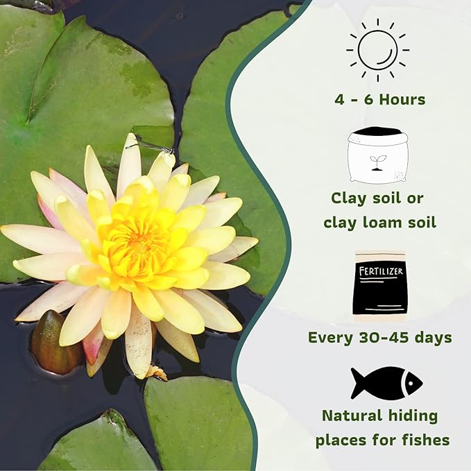 Mainam Mixed Colorful Hardy Water Lily Tuber Live Aquarium Plant for Freshwater Fish Pond Balcony Buy 2 GET Fertilizer Free (Orange Nymphaea Peaches & Cream)