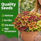 HOME GROWN Coleus Rainbow Seeds – 400 Count 0.04 oz Flower Seed, Coleus scutellarioides 'Rainbow', Indoor Plant Seeds for Containers, Shade Gardens, Decorative Multicolor Foliage