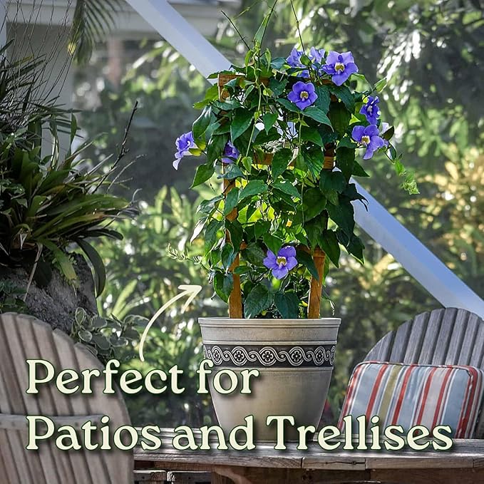 Live Sky Vine Plant Trellis - Thunbergia Purple Flowers - Tropical Plants of Florida - Overall Height 36" (Plant Only)