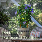Live Sky Vine Plant Trellis - Thunbergia Purple Flowers - Tropical Plants of Florida - Overall Height 36" (Plant Only)