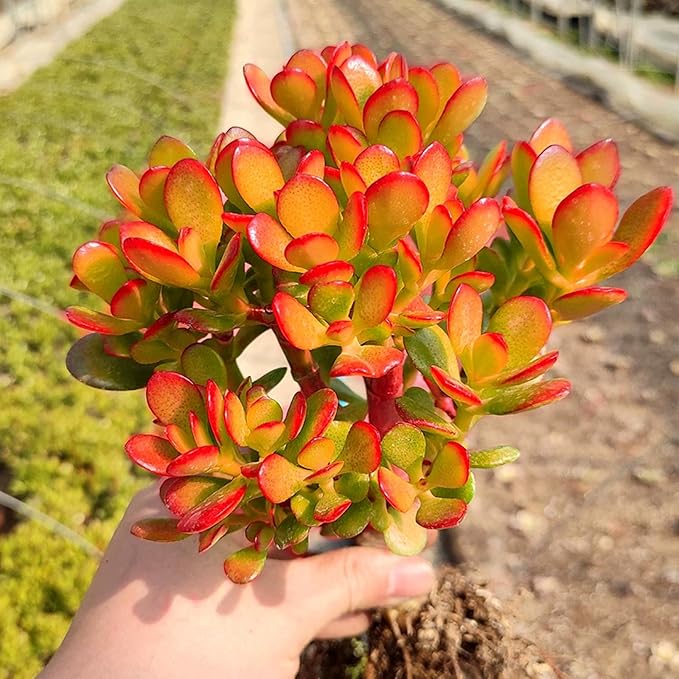 Sprout N Green Dwarf Jade with Green Stripe Pot, Live Crassula Ovata Crosby's Compact, Rare Cute Succulent Plant in 4" Planter, Home Office Décor
