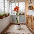 Gold Flower Stakes and Supports - Stylish Indoor Plant Trellis for Pothos, Amaryllis, Monstera, Fishbone Cactus, and Orchids | Perfect Home Garden Decor