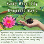 Mainam Mix Colorful Hardy Water Lily Tuber Live Aquarium Plant for Freshwater Fish Pond Balcony Buy 2 GET Fertilizer Free (Red Nymphaea Mayla)