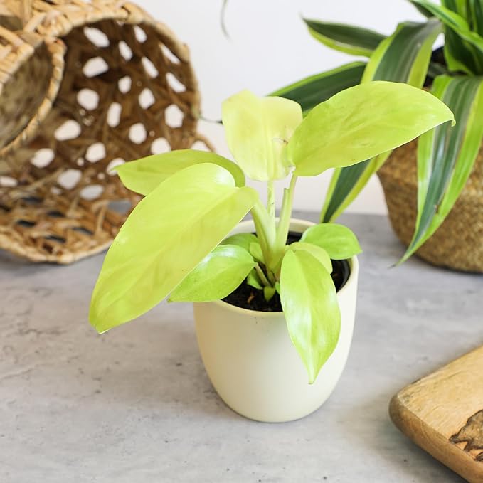 Live Philodendron Houseplants (3PK) Indoor Houseplant Philodendrons Mix Pack, Real Indoor Plants for Beginners, Rotating Assortment, Easy Plant Care