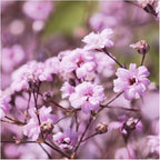 Seed Needs Pink Baby's Breath Seeds for Planting Rosy Pink Blooms - Heirloom & Open Pollinated Wildflowers to Attract Pollinators to a Butterfly Garden - Great for Cut Flowers (1 Pack)