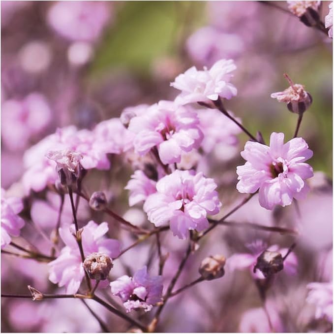 Seed Needs Pink Baby's Breath Seeds for Planting Rosy Pink Blooms - Heirloom & Open Pollinated Wildflowers to Attract Pollinators to a Butterfly Garden - Great for Cut Flowers (1 Pack)