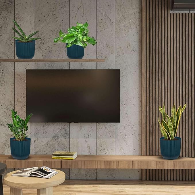 Easy Care Live Plants for Indoor | Different Houseplants in Multiple Sizes | Real House Plant for Living Room, Office, Desk & Bathroom