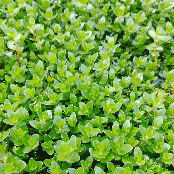 SubstrateSource Live Plant - Bacopa Caroliniana Red Tissue Culture Aquatic Live Aquarium Plant - 100% Snail Free in Vitro Cup (Bacopa Caroliniana Red)
