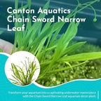 Chain Sword Narrow Leaf Plants Potted - Premium Live Aquatic Plants for Freshwater Aquariums - Easy to Care - Perfect for Fish Tanks and Aquascaping - Enhances Water Quality - 3 Plants