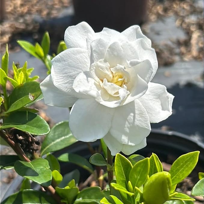 250+ Gardenia Jasminoides Seed Cape Jasmine Climber Vine Lovely White Flowers Highly Fragrant Spectacular Display Garden Outdoor Home