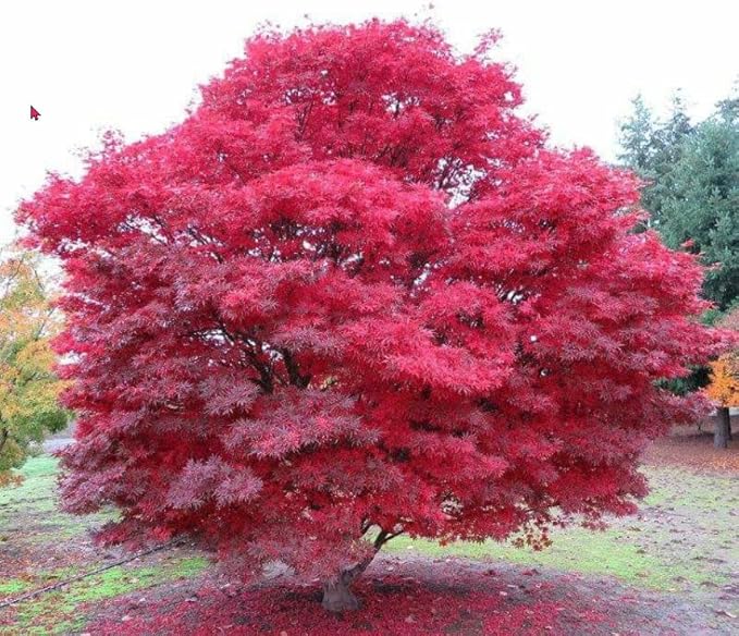 Japanese Red Maple Live Plant – 1-2 Ft Tall Tree in 3 Inch Pot – Outdoor Ornamental Dwarf Red Maple for Landscaping, Patio, Garden or Bonsai Starter – Hardy Deciduous Shade Tree