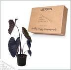 Live Colocasia - Redemption, 10” Tall by 5” Wide in 1.76 Qt Pot, Trimmed Back for Shipping Purposes