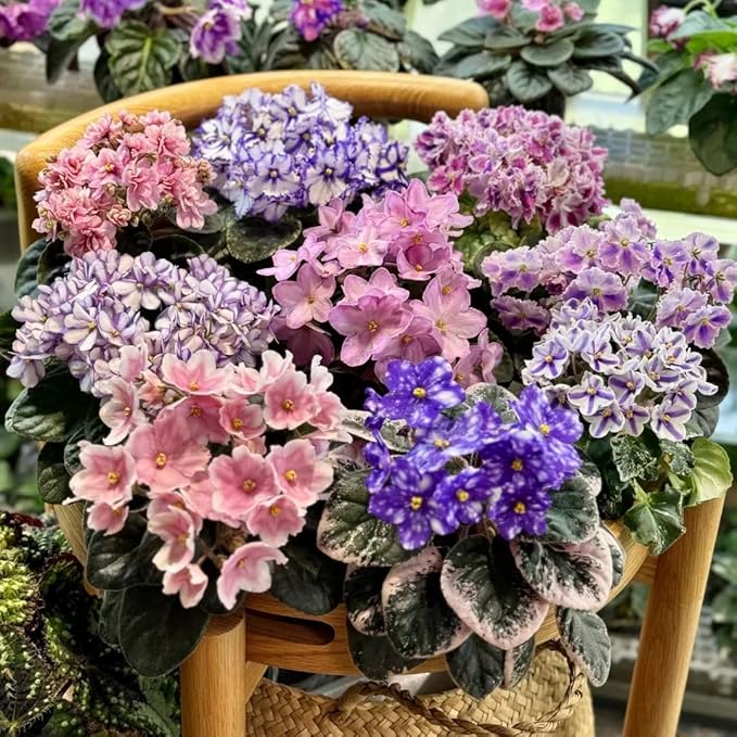 50 Saintpaulia Flower Seeds for Planting, Mixed Color Rare African Violet Seed, Perennial Non-GMO African Violet Seeds for Small Garden Border, Home Outdoor
