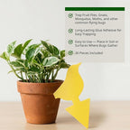 Kate's Home & Garden 36 Count Fruit Fly Traps for Indoors and House. Yellow Sticky Trap for Gnats, Mosquitos, Plants, Ants