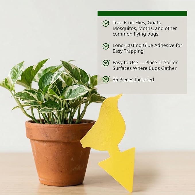 Kate's Home & Garden 36 Count Fruit Fly Traps for Indoors and House. Yellow Sticky Trap for Gnats, Mosquitos, Plants, Ants