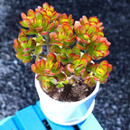Sprout N Green Dwarf Jade with Green Stripe Pot, Live Crassula Ovata Crosby's Compact, Rare Cute Succulent Plant in 4" Planter, Home Office Décor