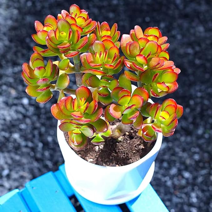 Sprout N Green Dwarf Jade with Green Stripe Pot, Live Crassula Ovata Crosby's Compact, Rare Cute Succulent Plant in 4" Planter, Home Office Décor