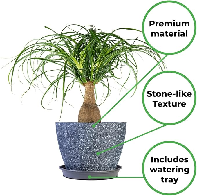Perfect Plants Ponytail Palm 6in. in Midnight Blue Décor Pot | Beaucarnea Recurvata | 10in Tall | Easy Care Houseplant | Perfect for Bright Light Conditions | Air Purifying
