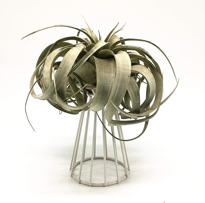Air Plant Tillandsia Base Large Holder Metal Indoor Tabletop Big Streptophylla Air Plant Stands Tillandsia Plant Racks Large Xerographica (White)
