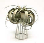 Air Plant Tillandsia Base Large Holder Metal Indoor Tabletop Big Streptophylla Air Plant Stands Tillandsia Plant Racks Large Xerographica (White)