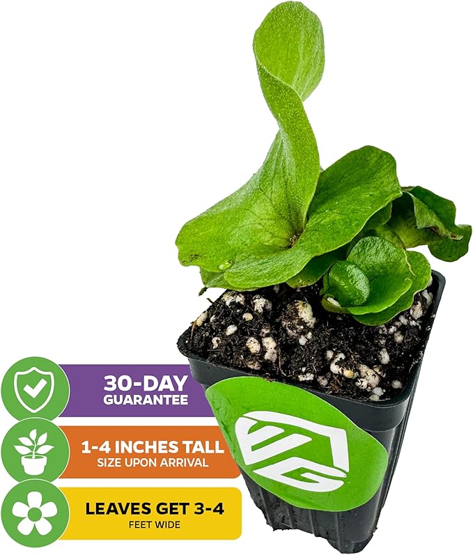 Elephant Staghorn Ferns – Platycerium elephantotis by Wellspring Gardens – Bold, Rounded Fronds – Unique Foliage – Great for Mounting, Walls, or Hanging Displays (2-Pack)