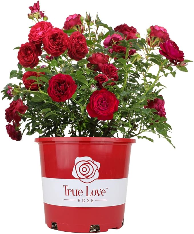 Fresh Roses for Delivery Prime, Red Roses Live Rose Bush Plants, Indoor Rose Plant Lover Gifts, Fresh Flowers for Delivery Prime, Potted Rose Plant Live Plants, Outdoor Plants Live by Plants for Pets