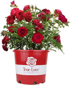 Fresh Roses for Delivery Prime, Red Roses Live Rose Bush Plants, Indoor Rose Plant Lover Gifts, Fresh Flowers for Delivery Prime, Potted Rose Plant Live Plants, Outdoor Plants Live by Plants for Pets