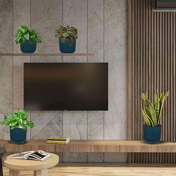 Low Light Live Plants for Indoor | Different Houseplants in Multiple Sizes | Real House Plant for Living Room, Office, Desk & Bathroom