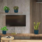 Low Light Live Plants for Indoor | Different Houseplants in Multiple Sizes | Real House Plant for Living Room, Office, Desk & Bathroom